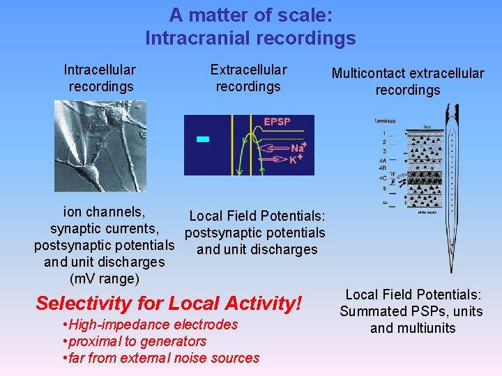 A matter of scale: Intracranial recordings Intracellular recordings Extracellular recordings Multicontact extracellular recordings ion