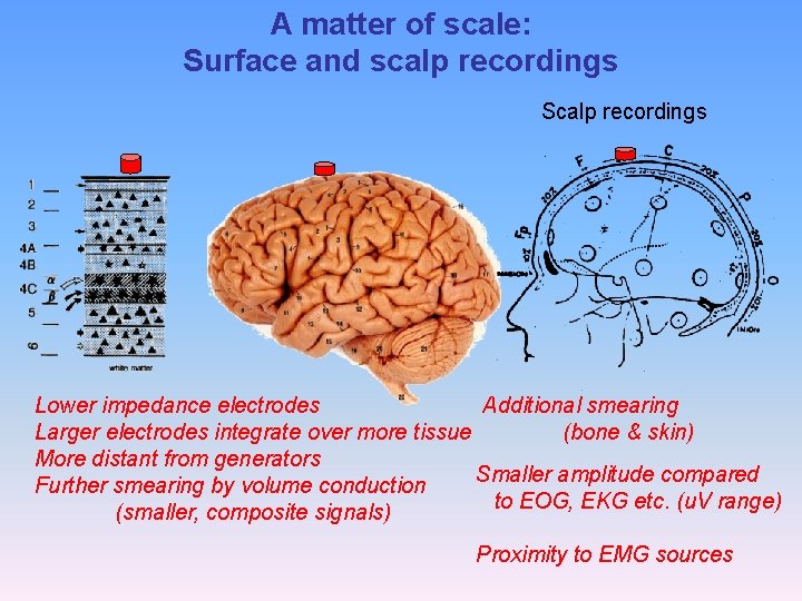 A matter of scale: Surface and scalp recordings Scalp recordings Lower impedance electrodes Additional