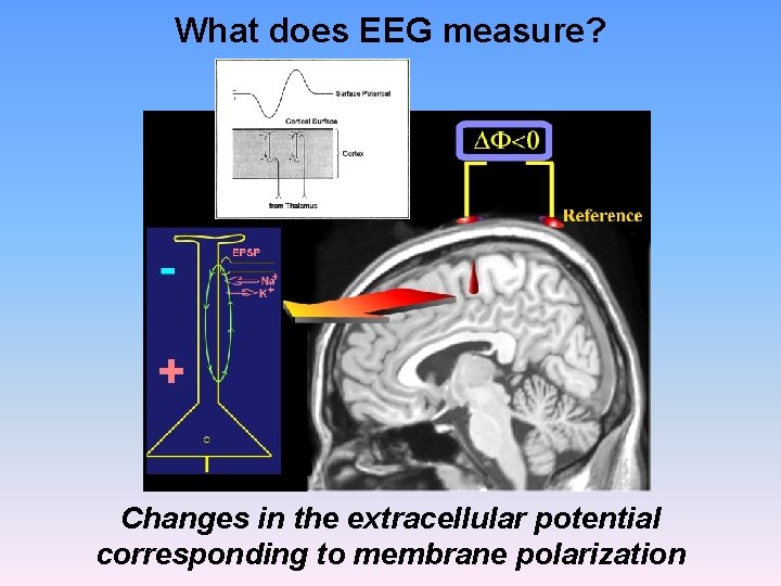 What does EEG measure? Changes in the extracellular potential corresponding to membrane polarization 