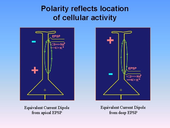 Polarity reflects location of cellular activity Equivalent Current Dipole from apical EPSP Equivalent Current