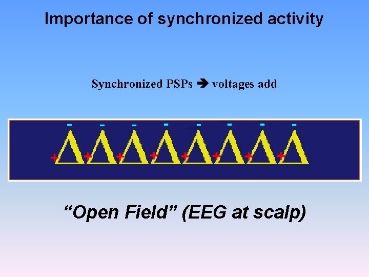 Importance of synchronized activity Synchronized PSPs voltages add “Open Field” (EEG at scalp) 