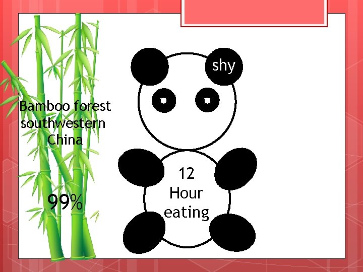 shy Bamboo forest southwestern China 99% 12 Hour eating 