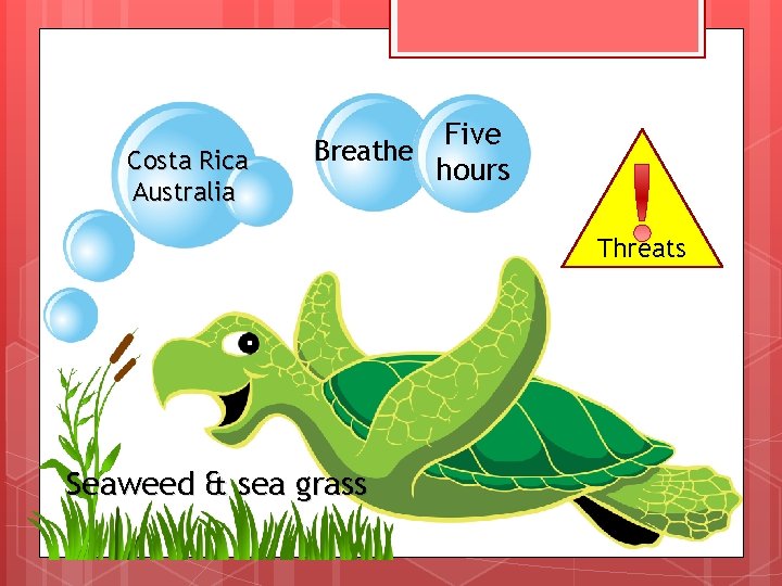 Costa Rica Australia Breathe Five hours Threats Seaweed & sea grass 