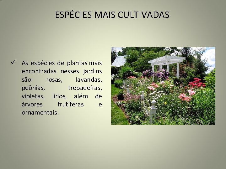 ESPÉCIES MAIS CULTIVADAS ü As espécies de plantas mais encontradas nesses jardins são: rosas,