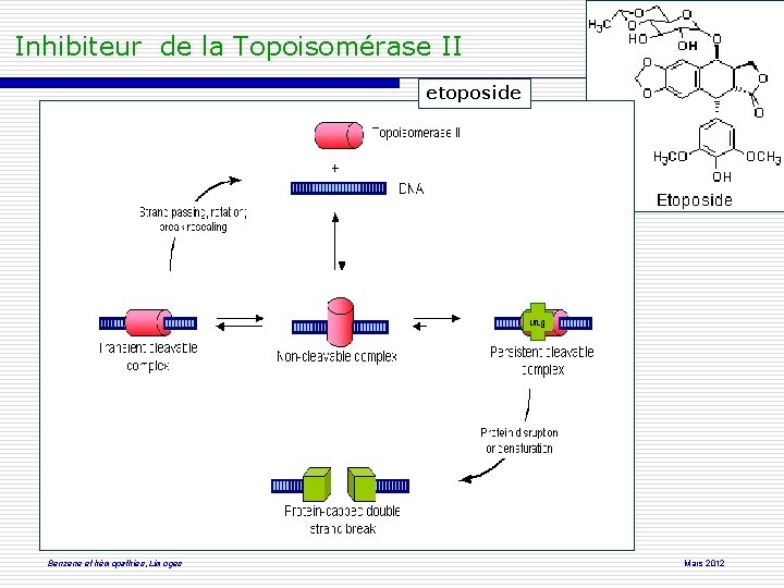  Inhibiteur de la Topoisomérase II etoposide Benzene et hémopathies, Limoges Mars 2012 