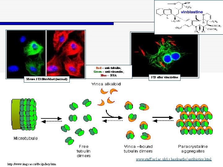 Red – anti-tubulin; Green – anti-vimentin; Blue -- DNA Mouse 3 T 3 fibroblast
