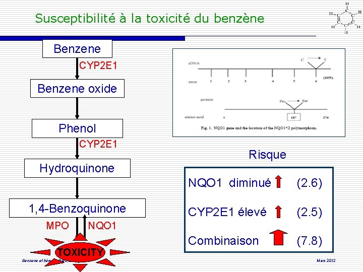 Susceptibilité à la toxicité du benzène Benzene CYP 2 E 1 Benzene oxide Phenol