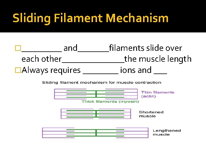 Sliding Filament Mechanism �_____ and_______filaments slide over each other_______the muscle length �Always requires ____