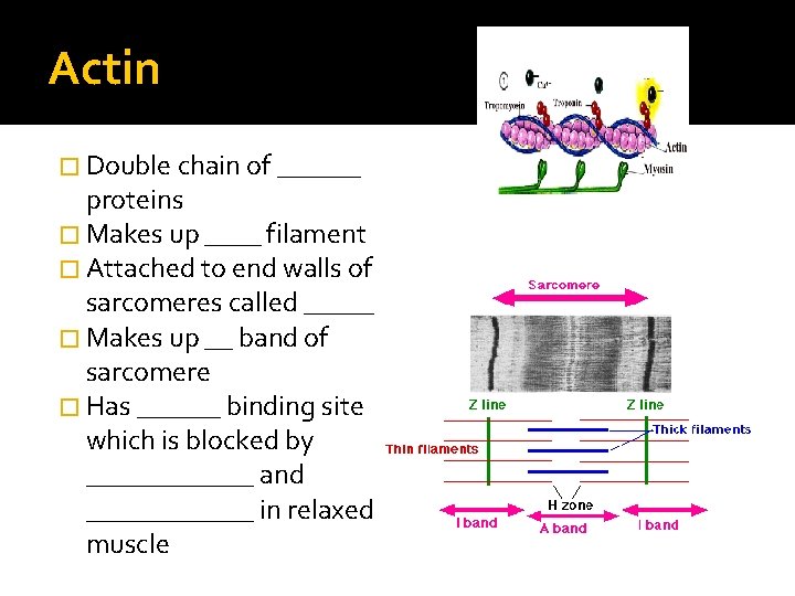 Actin � Double chain of ______ proteins � Makes up ____ filament � Attached