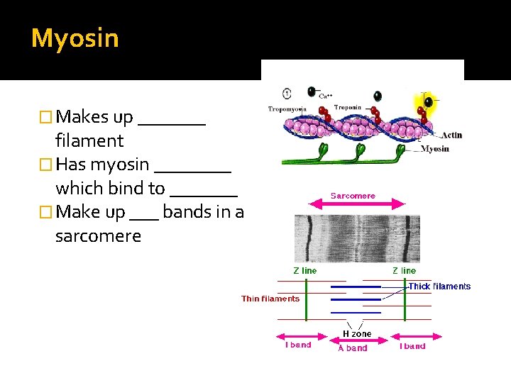 Myosin � Makes up _______ filament � Has myosin ____ which bind to _______