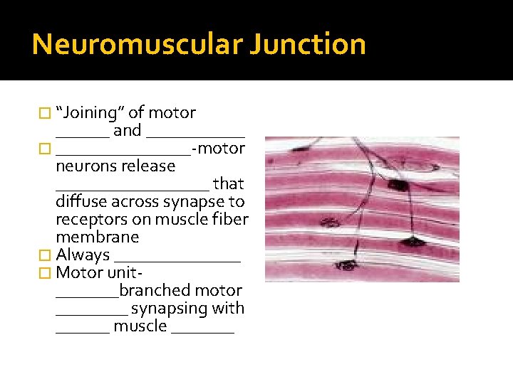 Neuromuscular Junction � “Joining” of motor ______ and ______ � ________-motor neurons release _________