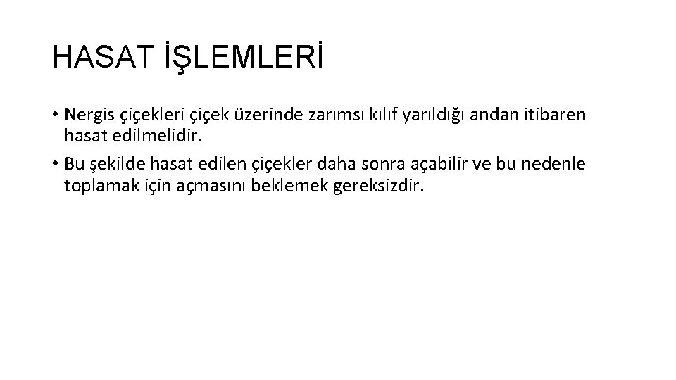 HASAT İŞLEMLERİ • Nergis çiçekleri çiçek üzerinde zarımsı kılıf yarıldığı andan itibaren hasat edilmelidir.