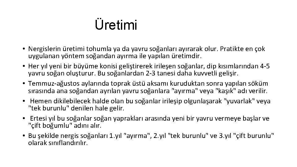 Üretimi • Nergislerin üretimi tohumla ya da yavru soğanları ayırarak olur. Pratikte en çok