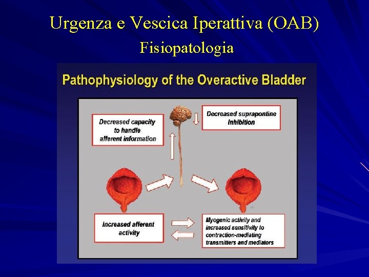 Urgenza e Vescica Iperattiva (OAB) Fisiopatologia 