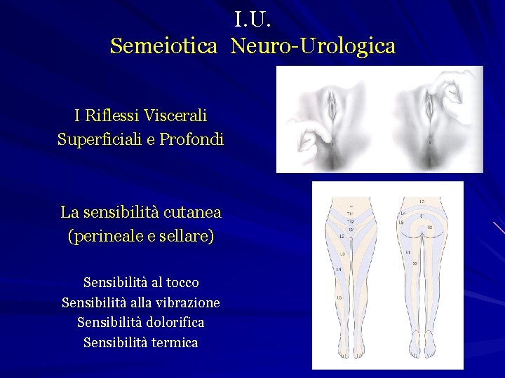 I. U. Semeiotica Neuro-Urologica I Riflessi Viscerali Superficiali e Profondi La sensibilità cutanea (perineale