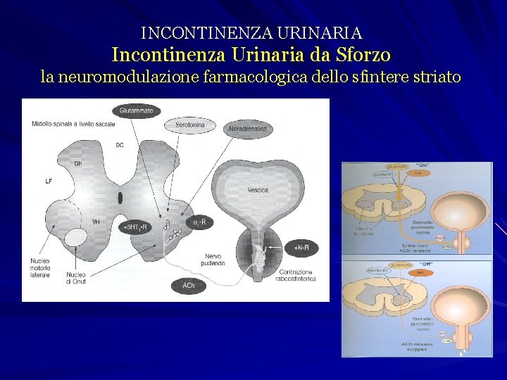 INCONTINENZA URINARIA Incontinenza Urinaria da Sforzo la neuromodulazione farmacologica dello sfintere striato 