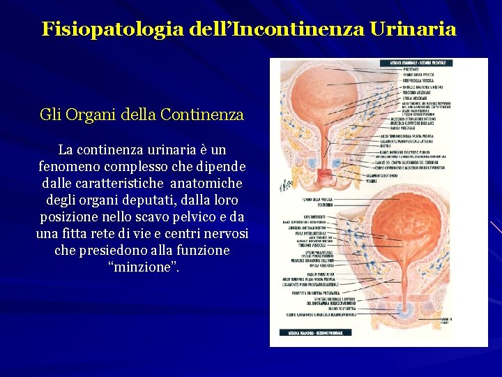 Fisiopatologia dell’Incontinenza Urinaria Gli Organi della Continenza La continenza urinaria è un fenomeno complesso