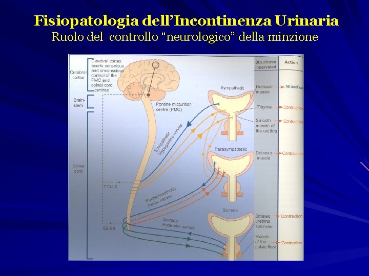 Fisiopatologia dell’Incontinenza Urinaria Ruolo del controllo “neurologico” della minzione 