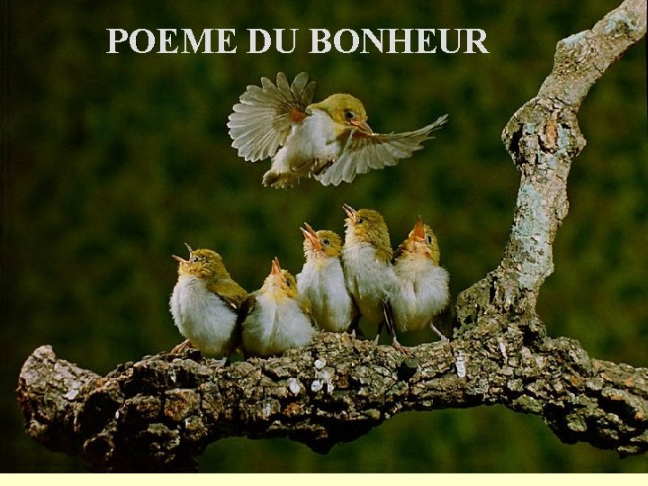 POEME DU BONHEUR 
