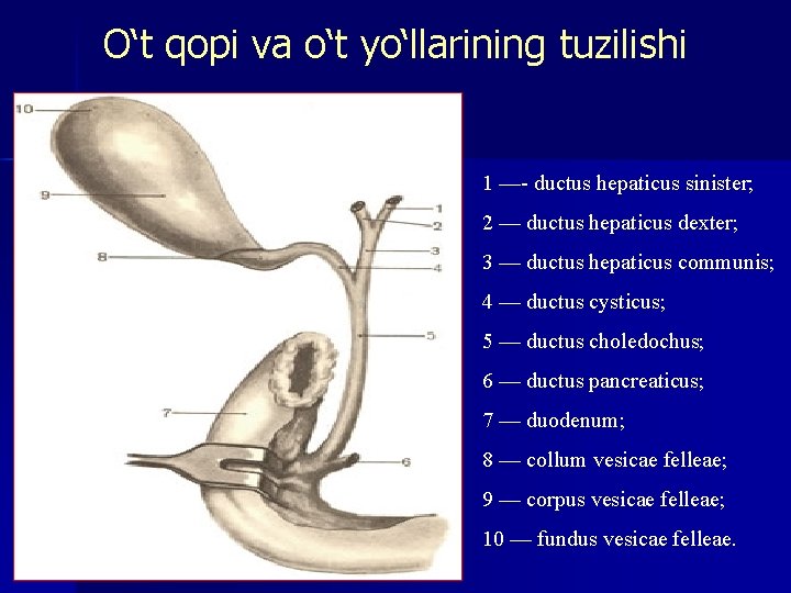 O‘t qopi va o‘t yo‘llarining tuzilishi 1 —- ductus hepaticus sinister; 2 — ductus