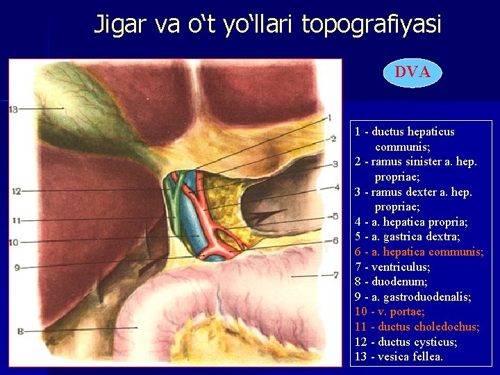 Jigar va o‘t yo‘llari topografiyasi DVA 1 - ductus hepaticus communis; 2 - ramus