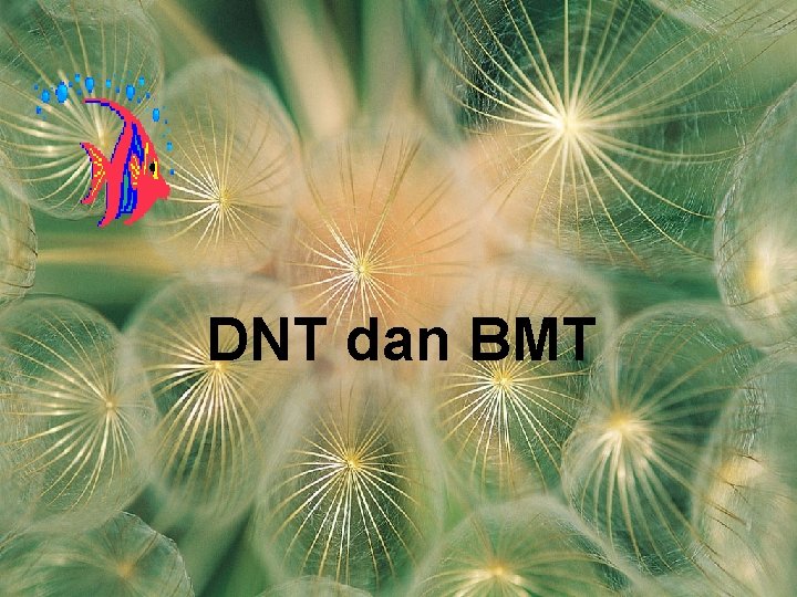 DNT dan BMT 
