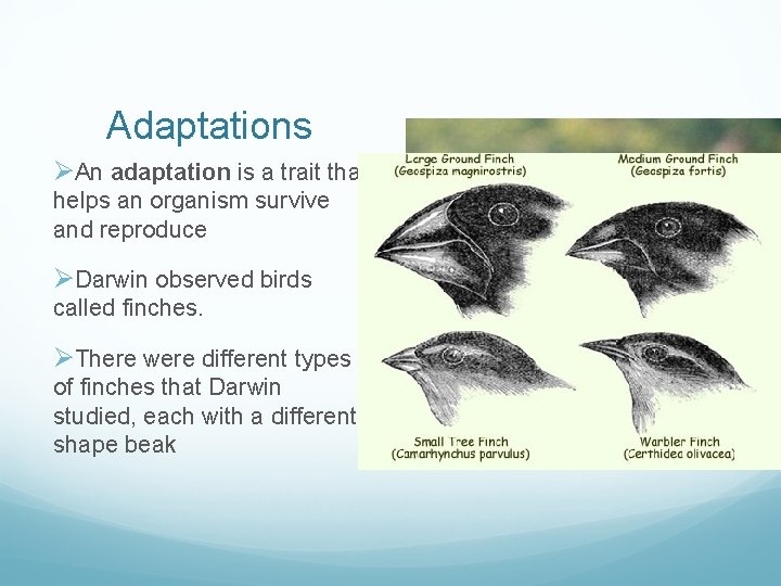 Adaptations ØAn adaptation is a trait that helps an organism survive and reproduce ØDarwin