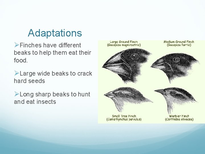 Adaptations ØFinches have different beaks to help them eat their food. ØLarge wide beaks