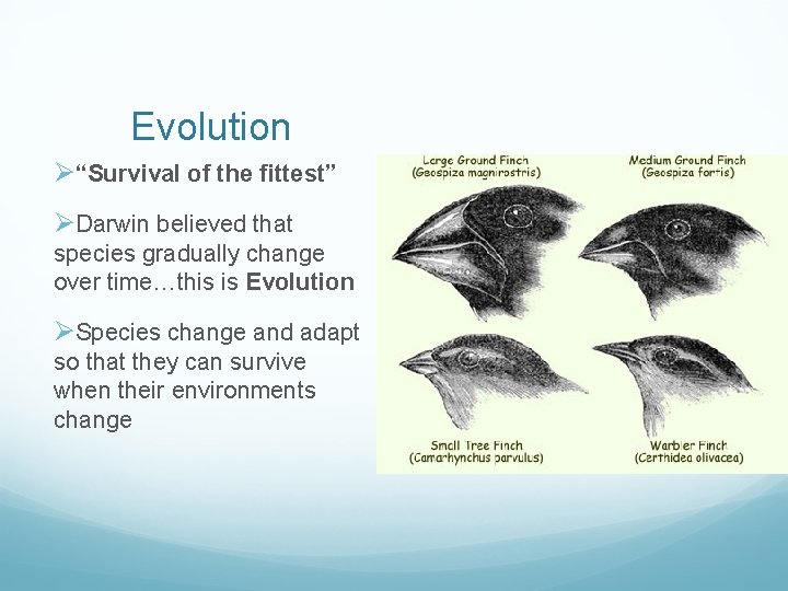 Evolution Ø“Survival of the fittest” ØDarwin believed that species gradually change over time…this is