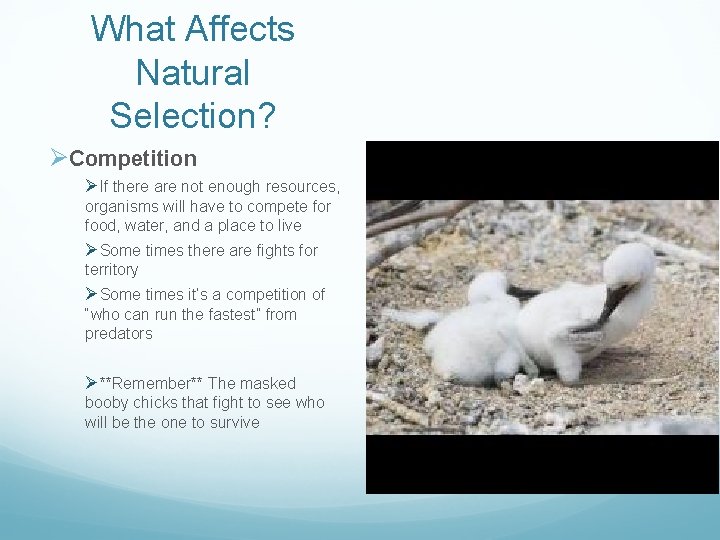 What Affects Natural Selection? ØCompetition ØIf there are not enough resources, organisms will have