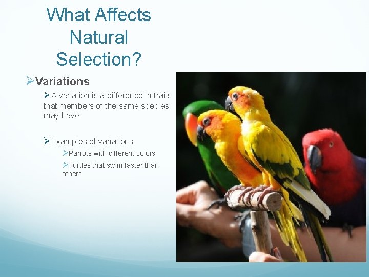What Affects Natural Selection? ØVariations ØA variation is a difference in traits that members