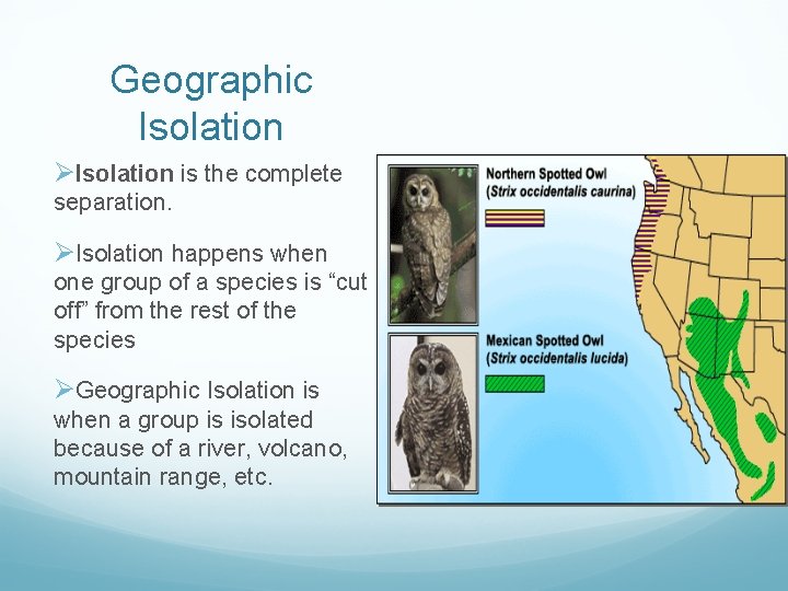 Geographic Isolation ØIsolation is the complete separation. ØIsolation happens when one group of a