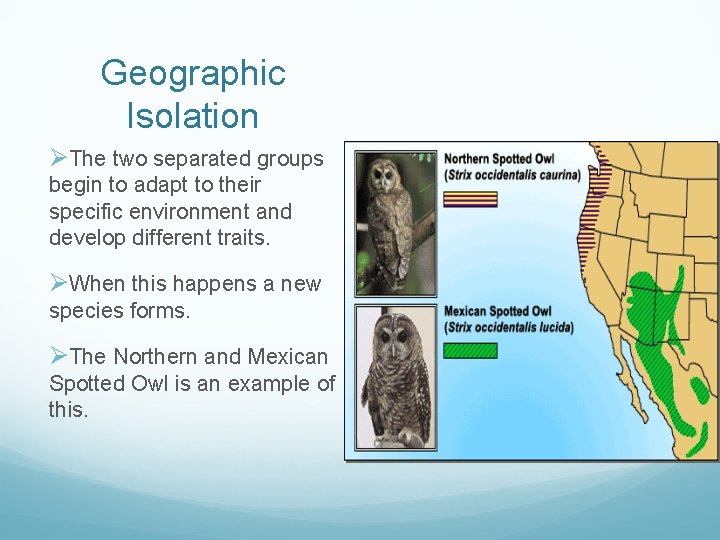 Geographic Isolation ØThe two separated groups begin to adapt to their specific environment and