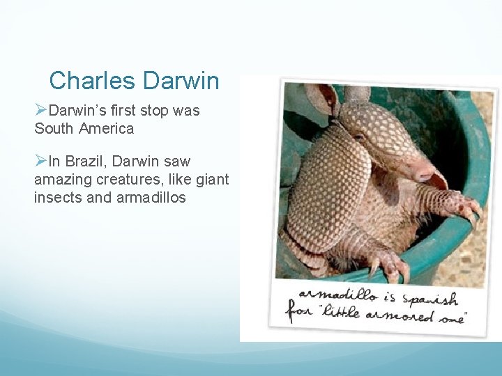 Charles Darwin ØDarwin’s first stop was South America ØIn Brazil, Darwin saw amazing creatures,