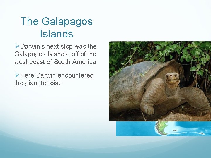The Galapagos Islands ØDarwin’s next stop was the Galapagos Islands, off of the west