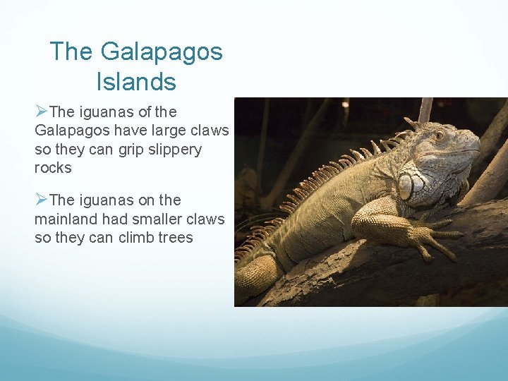 The Galapagos Islands ØThe iguanas of the Galapagos have large claws so they can