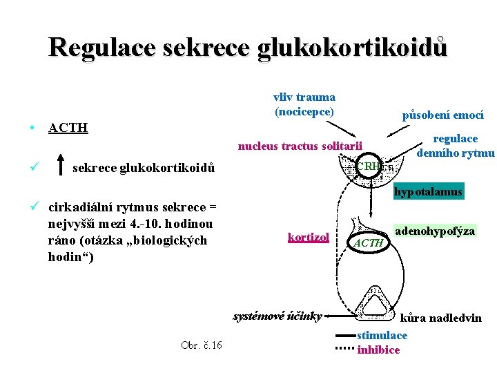 Regulace sekrece glukokortikoidů vliv trauma (nocicepce) působení emocí • ACTH nucleus tractus solitarii ü