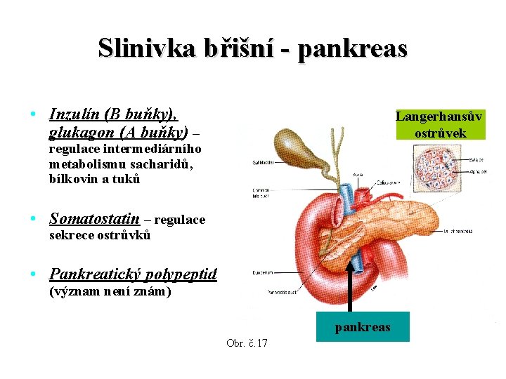 Slinivka břišní - pankreas • Inzulín (B buňky), glukagon (A buňky) – Langerhansův ostrůvek