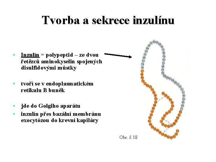 Tvorba a sekrece inzulínu • Inzulín = polypeptid – ze dvou řetězců aminokyselin spojených