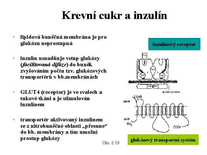 Krevní cukr a inzulín • lipidová buněčná membrána je pro glukózu neprostupná inzulínový receptor