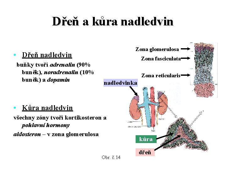 Dřeň a kůra nadledvin Zona glomerulosa • Dřeň nadledvin buňky tvoří adrenalin (90% buněk),