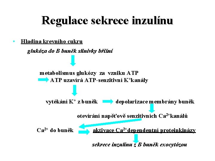 Regulace sekrece inzulínu • Hladina krevního cukru glukóza do B buněk slinivky břišní metabolismus