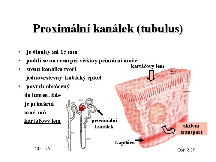 Proximální kanálek (tubulus) • je dlouhý asi 15 mm • podílí se na resorpci Proximální kanálek (tubulus) • je dlouhý asi 15 mm • podílí se na resorpci
