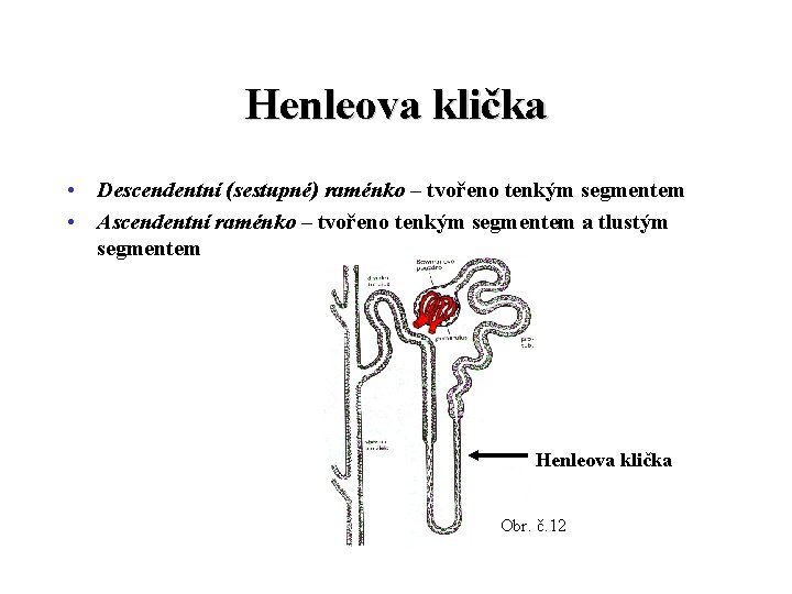 Henleova klička • Descendentní (sestupné) raménko – tvořeno tenkým segmentem • Ascendentní raménko –