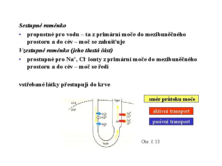 Sestupné raménko • propustné pro vodu – ta z primární moče do mezibuněčného prostoru Sestupné raménko • propustné pro vodu – ta z primární moče do mezibuněčného prostoru