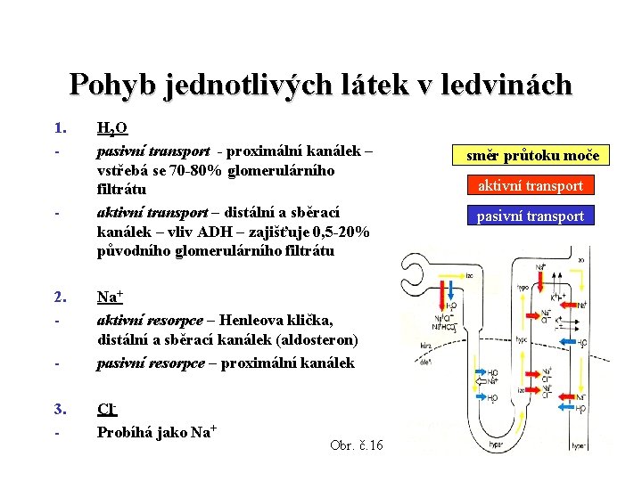 Pohyb jednotlivých látek v ledvinách 1. - - 2. - H 2 O pasivní