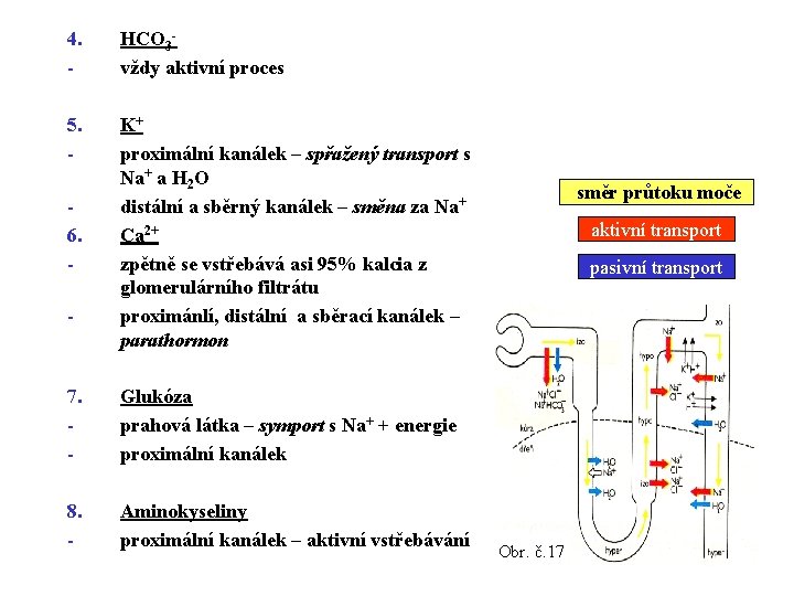 4. - HCO 3 vždy aktivní proces 5. - K+ proximální kanálek – spřažený 4. - HCO 3 vždy aktivní proces 5. - K+ proximální kanálek – spřažený