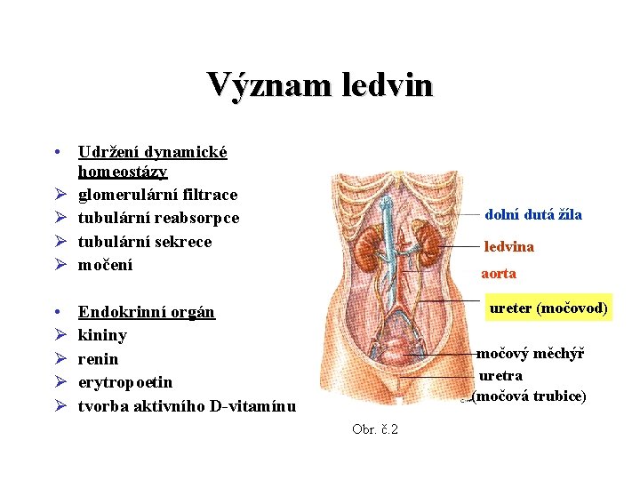 Význam ledvin • Udržení dynamické homeostázy Ø glomerulární filtrace Ø tubulární reabsorpce Ø tubulární Význam ledvin • Udržení dynamické homeostázy Ø glomerulární filtrace Ø tubulární reabsorpce Ø tubulární