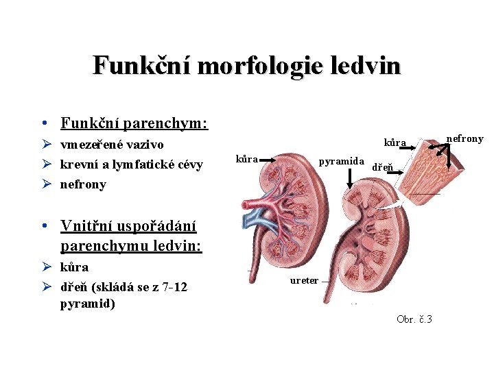 Funkční morfologie ledvin • Funkční parenchym: Ø vmezeřené vazivo Ø krevní a lymfatické cévy Funkční morfologie ledvin • Funkční parenchym: Ø vmezeřené vazivo Ø krevní a lymfatické cévy