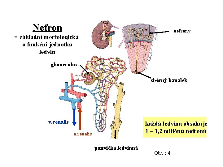 Nefron nefrony = základní morfologická a funkční jednotka ledvin glomerulus sběrný kanálek v. renalis